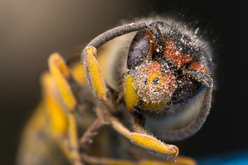 Macro photo of a dead wasp