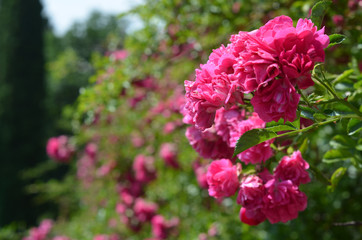 Kislovodsk, rose valley, rose bushes