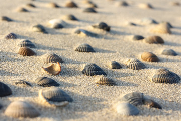 Strandmuschel 