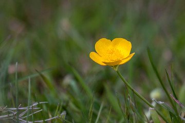 Obraz premium Creeping Buttercup (ranunculus repens) in a field in Godstone Surrey
