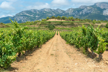 Fototapeta na wymiar Vineyard in summer at Rioja Alavesa, Basque Country, Spain