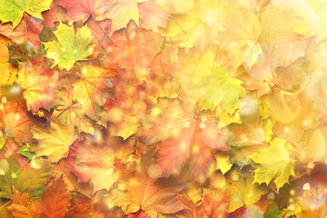 Colorful autumn leaves background with copy space. Cozy fall mood. Season and weather concept, light bokeh