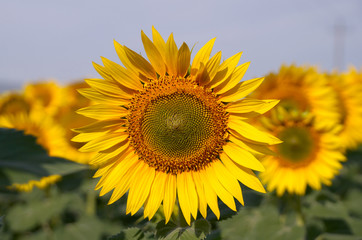 Ripening sunflower in the field