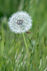 Close-up of a Dandelion (Taraxacum) seed head in a field in Godstone Surrey