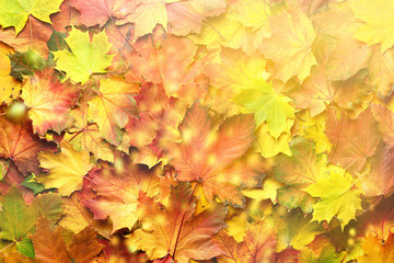 Naklejka na ściany i meble Red, orange, yellow and green maple leaves background. Golden autumn concept. Sunny day, warm weather. Top view. Banner