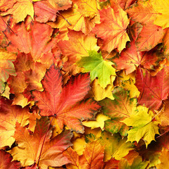 Naklejka na ściany i meble Red, orange, yellow and green maple leaves background. Golden autumn concept. Sunny day, warm weather. Top view. Banner with light bokeh