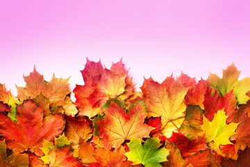 Golden autumn concept. Sunny day, warm weather. Red, orange, yellow and green maple leaves on pink background. Top view. Banner