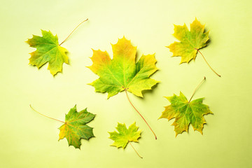 Golden autumn concept. Sunny day, warm weather. Top view. Autumn leaves on green background with copy space. Colors of fall