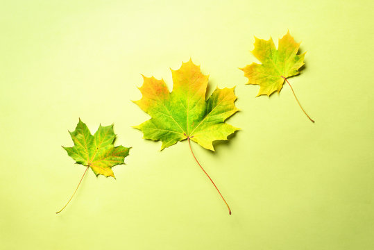 Golden autumn concept. Sunny day, warm weather. Maple leaf on green background with copy space. Top view. Colors of fall
