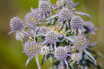 Wildflowers, sprouts with leaves closeup in summer wild field