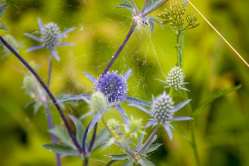 Wildflowers, sprouts with leaves closeup in summer wild field