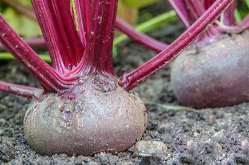 Close up beetroot in a vegetable garden in summer