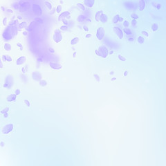 Violet flower petals falling down. Cool romantic f