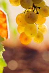 Bunch of ripe fresh grapes in a vinegrape