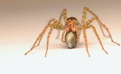 Long-legged spiders are pregnant.