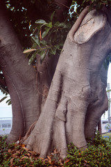 powerful tree trunk