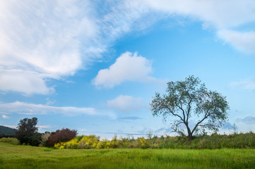Fototapeta na wymiar landscape with tree and sky in Palafolls
