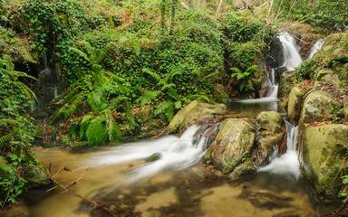 forest landscape with a river and waterfall in long exposure