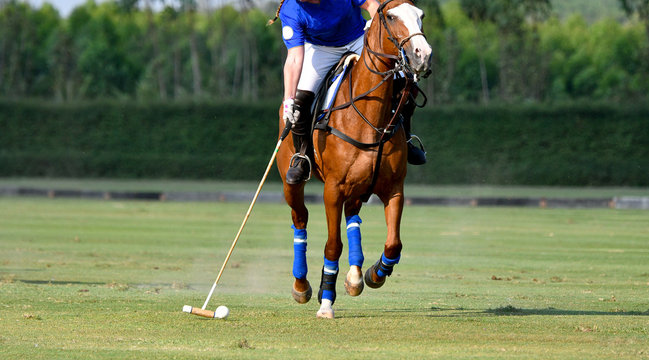 Polo player is using polo mallet hit polo balls during the match.