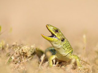 Young ocellated lizard (Timon lepidus) in defensive posture