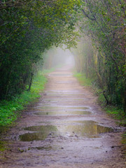 Naklejka premium road in the fog with puddles