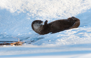 River otter in the wild