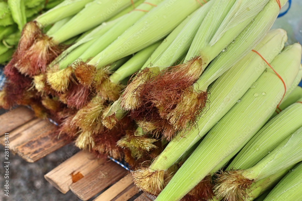 Sticker fresh corn at the market