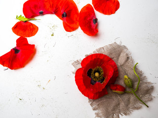 Bouquet of red poppies on a white background. Wild flowers.