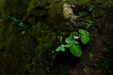 Moss and small plant species occur along the rocks.