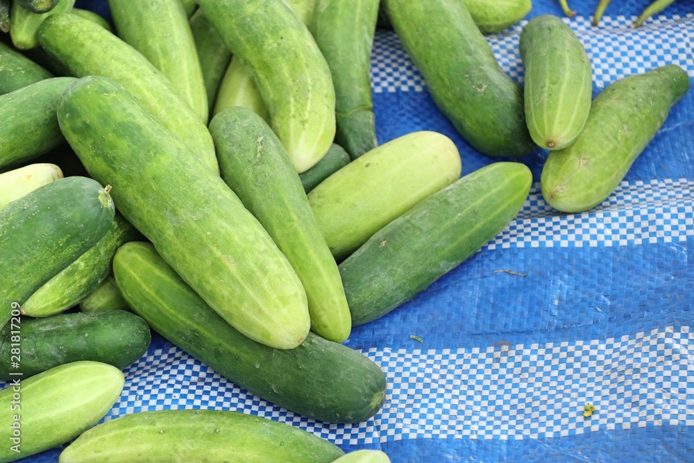 Sticker fresh cucumber at street food