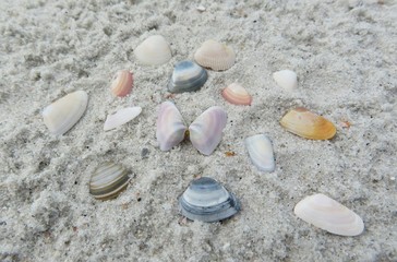 Beautiful colorful seashells on sand background in Atlantic coast of North Florida 