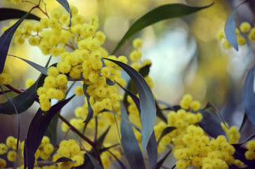 Background of yellow flowers in dappled light of the Golden Wattle, Acacia pycnantha, family Fabaceae. Endemic to inland southeastern Australia. Seeds and gum are bush tucker of aboriginals.