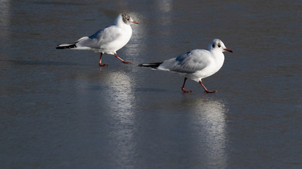 Seagulls walking across a frozen lake