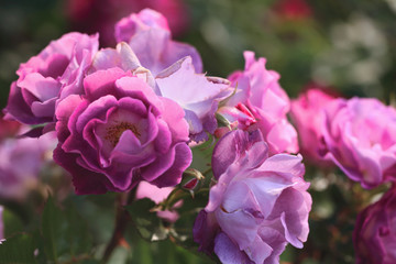 pink rose in the garden