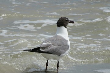 Seagull on ocean water background in Atlantic coast of North Florida 