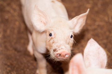 Soft images of piglets raised in organic pig farms