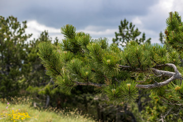 Green Montenegro pine in mountains in Lovcen National park.