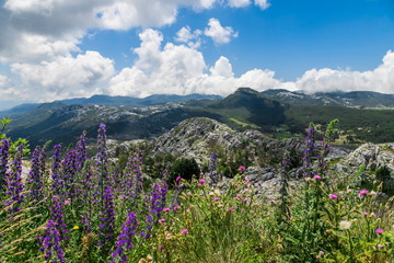 Beautifull landscapes of Montenegro Mountains with purple flowers in Lovcen National park