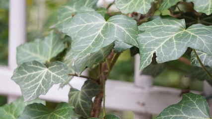 green leaves on the fence around the plant, city park, climbing plants, plants in the city