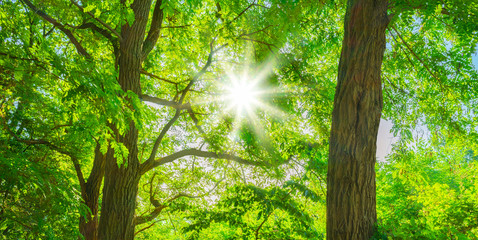 Obraz premium Panorama Wald Sonne strahlt zauberhaft durch die Äste der Akazien