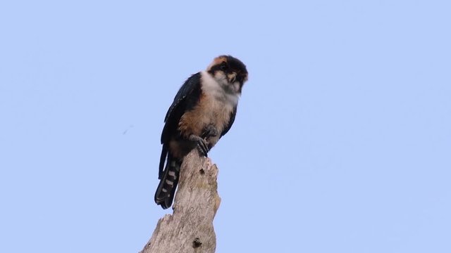 The Black-thighed Falconet is one of the smallest birds of prey found in the forests in some countries in Asia; feeding on insects, small birds, lizards and other small animals.