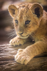 Fototapeta premium lion in the zoo