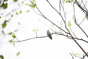 Asian emerald cuckoo