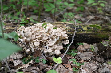 Oyster mushrooms in the forest