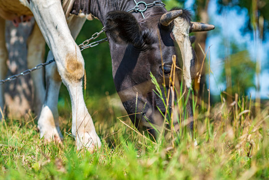 A cow grazes on the field and eats grass. Photographed close-up.