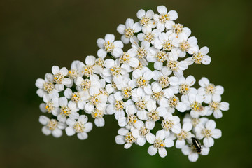 Flower Achillea millefolium family compasitae macro background fine art in high quality prints...