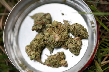 Medical cannabis buds in round box macro background fine art in high quality prints products fifty...