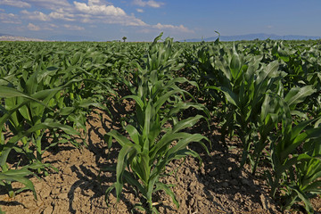 Corn fields in Menemen plain in İzmir.