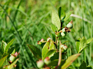 Wild blueberry bush in Minnesota forest with early unripe green berries before they turn blue, in close up image.