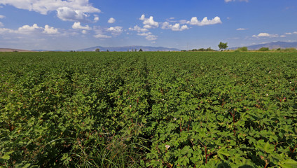 Fototapeta na wymiar Cotton fields in İzmir / Menemen plain.